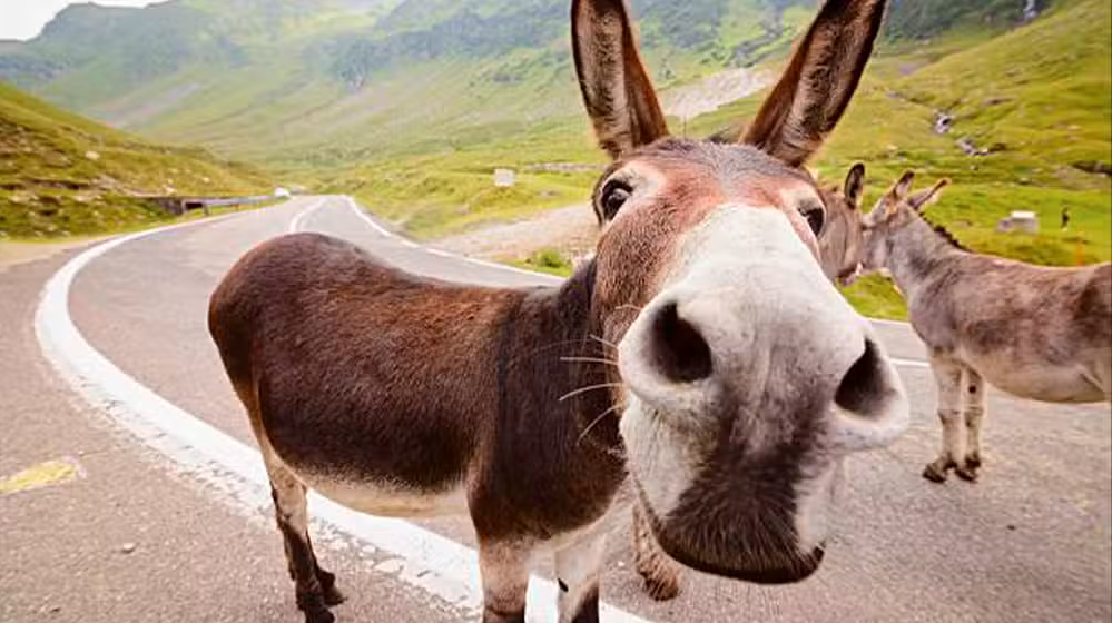 A close-up of a donkey standing on a mountain road with other donkeys in the background.